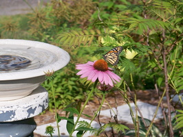 echinacea-et-visiteur