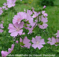 malva-moschata-mauve-Musquée-1