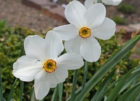 Narcisse-des-poètes-Narcissus-poeticus-1