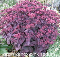 orpin-sedum-xenox-pink