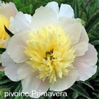 Pivoine-Paeonia-Primavera-1