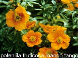 Potentilla-fruticosa-Mango-tango
