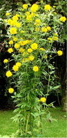 Rudbeckia-laciniata-Hortensia-1
