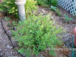 Cotinus-coggygria-ou-arbre-à-perruque-ou-boucane-1