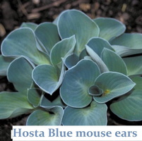 hosta-Blue-Mouse-Ears