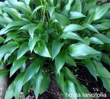 hosta-lancifolia