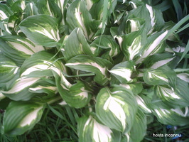 Hosta-undulata-medio-variegata-1