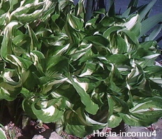 hosta-undulata-medio-variegata-2