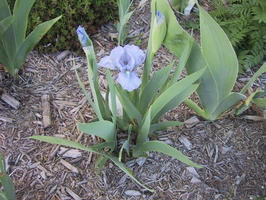 iris-blue-baby-1