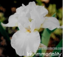 Iris-immortality-1