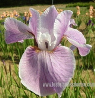 iris-sibirica-pink-haze-1