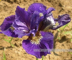 iris-sibirica-ruffled-velvet-1