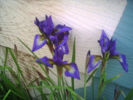 Iris-versicolor-1