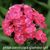 Phlox-Paniculata-Glamour-Girl