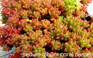 Sedum album Coral Carpet