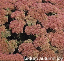 sedum autumn joy