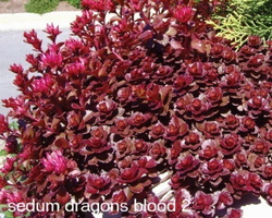Sedum Dragons Blood Plant