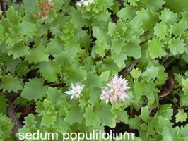 Sedum populifolium
