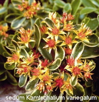 Sedum-kamtschatium-variegatum