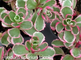 Sedum-spuriun Tricolor