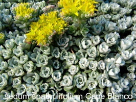 Sedum-spathulifolium-Cape-Blanco