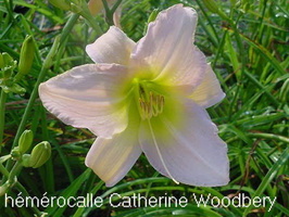 hemerocalle-Catherine-Woodbery-1