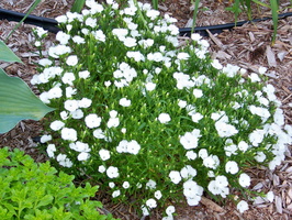 Dianthus-plumarius-blanc-1