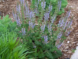 Salvia-nemorosa-Crystal-Blue-1