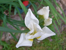 iris-sibirica-white-swirl-1