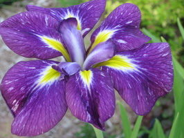 Iris-ensata-Cry-of-Rejoice-2