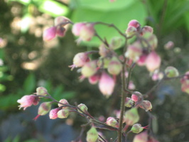 fleurs-d-Heuchera-PRIMO-trade-Black-Pearl