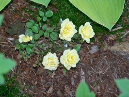 rosier-miniature-jaune-2