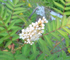 Sorbaria-sorbifolia-Sem-7