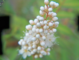 Sorbaria-sorbifolia-Sem-8